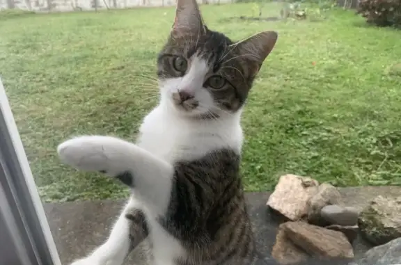 Animaux perdus , photo: Chaton tigré perdu à Cierp-Gaud