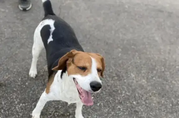 Beagle perdu suivi jusqu'à chez nous - photo