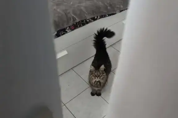Animaux perdus Nantes, photo: Chat tigré perdu à Nantes