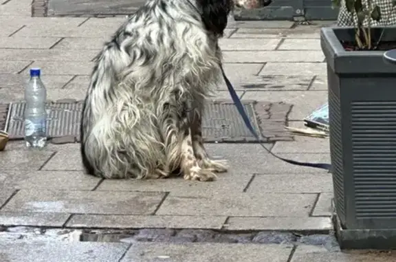 Chien noir et gris perdu - photo