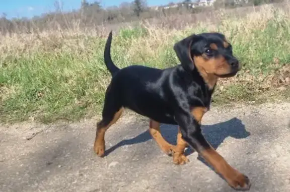 Chiot noir et marron trouvé à Ormes - photo