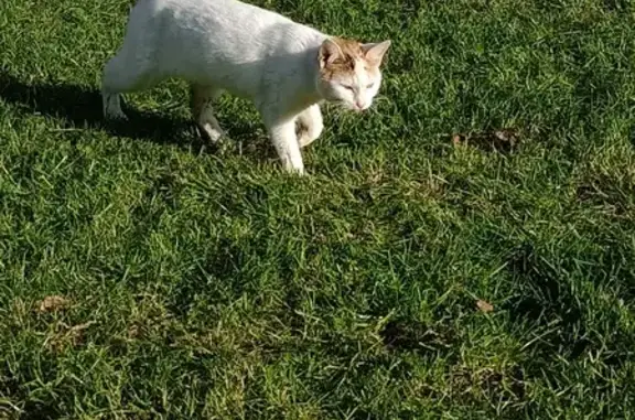 Chatte blanche/marron trouvée - photo