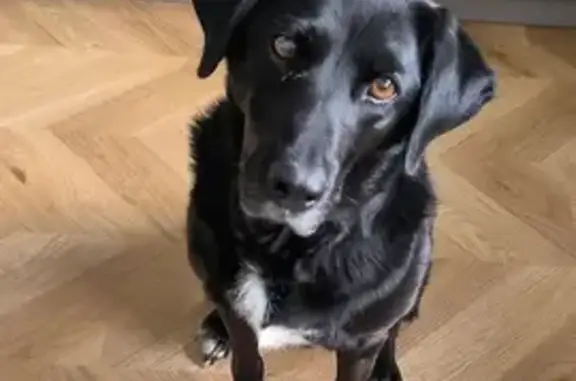 Chien perdu La Couronne, photo : Chienne Labrador noire perdue