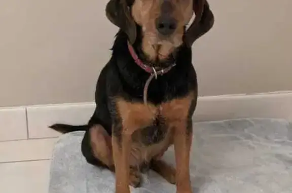 Chien mâle inconnu trouvé à Champigny - photo