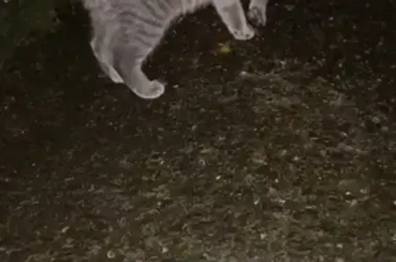 Chaton tigré trouvé à Wattrelos - photo