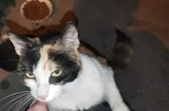Chatte tricolore trouvée à Marseille - photo