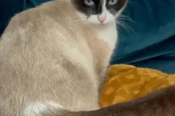 Animaux perdus Sallebœuf, photo: Chat Snowshoe perdu à Sallebœuf