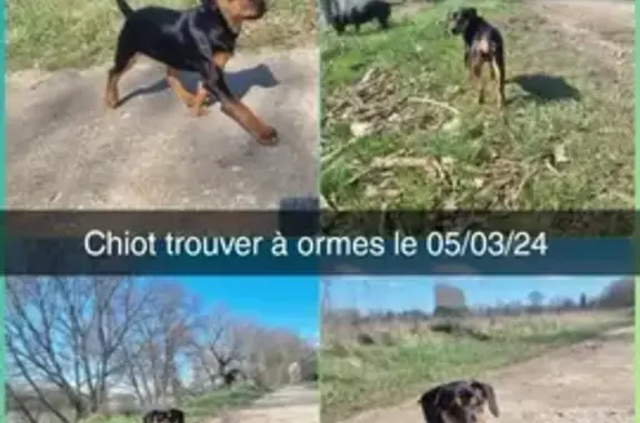 Animaux trouvés Ormes, photo: Chiot femelle perdu à Ormes