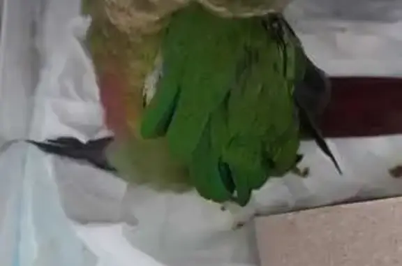 Lost Conure Coco with Limp - Jalan Lim Tai See