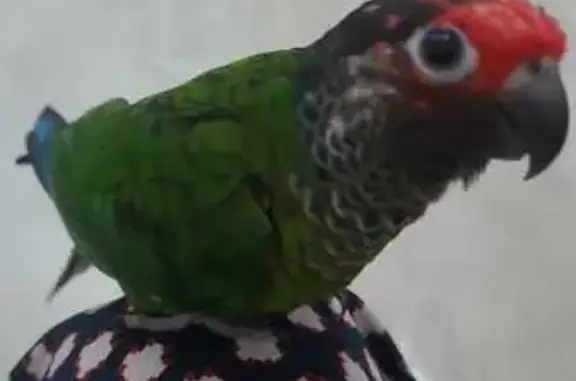 Missing: Tame Crimson Conure in Singapore!