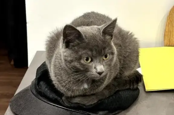 Animaux perdus Sotteville-lès-Rouen, photo: Chatte grise perdue à Sotteville