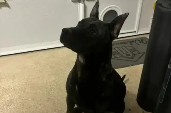 Chienne bringée trouvée à La Gouesnière - photo