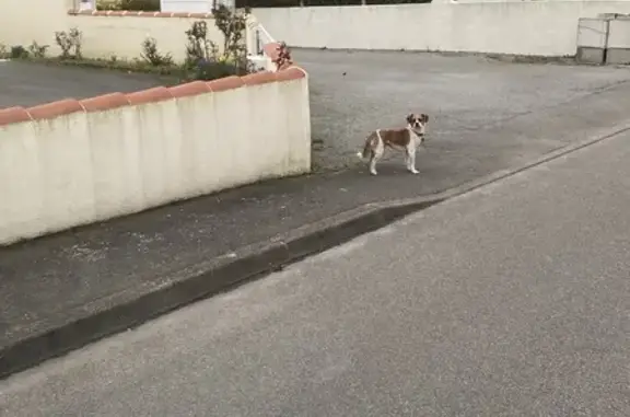 Chien perdu à Pornic retrouvé - photo