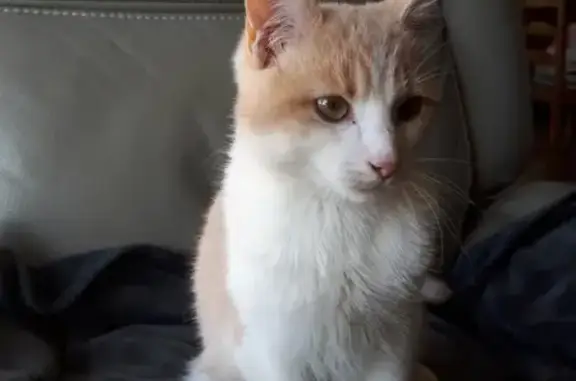 Chaton roux et blanc trouvé - photo