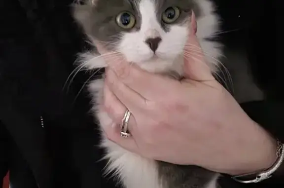 Chat trouvé La Meilleraye-de-Bretagne, photo: Chaton gris-blanc sociable trouvé