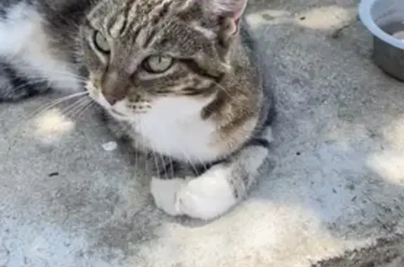 Chat perdu, Rocbaron, photo: Chat perdu à Rocbaron 1