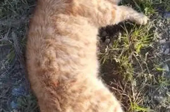 Chat roux mort trouvé D205E2 - photo