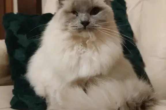 Chat perdu, Quarouble, photo: Chatte Ragdoll borgne perdue