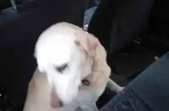 Labrador crème perdu à Paris - photo