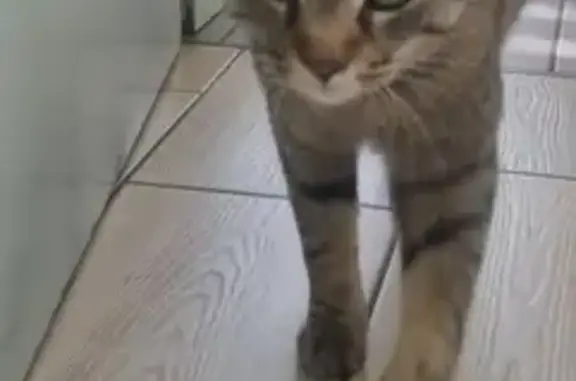 Chatte tigrée trouvée à Monswiller - photo