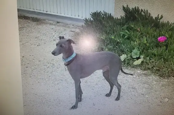 Animaux perdus Élancourt, photo: Chien lévrier gris perdu - 08/03
