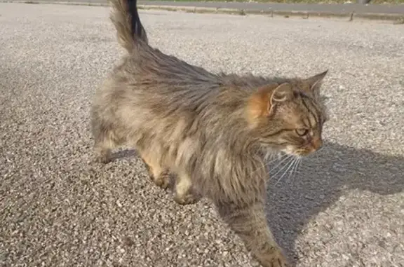 Chat errant amaigri et blessé - photo