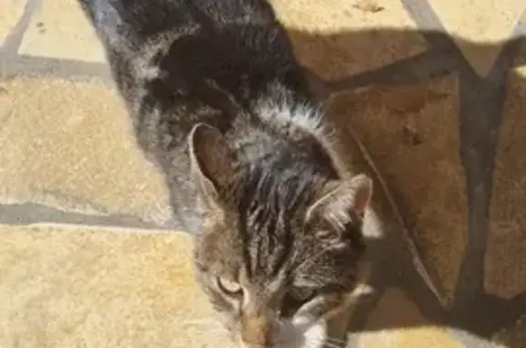 Chat tigré trouvé à Bassillac - photo