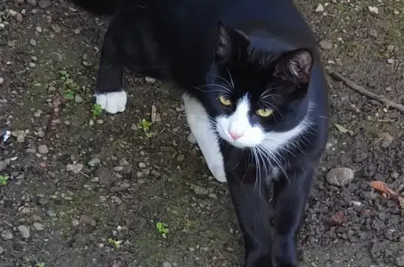 Animaux trouvés Colmar, photo: Chat haut sur pattes perdu à Colmar