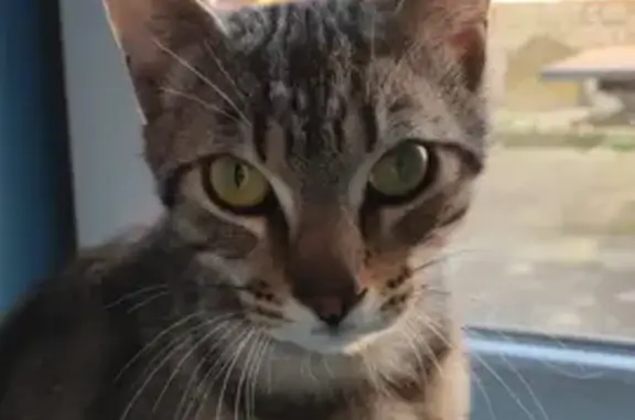 Chat tigré perdu à Auby - photo