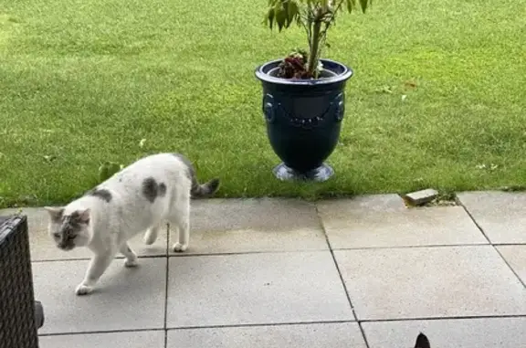 Chat blanc et gris trouvé à Coëtmieux - photo