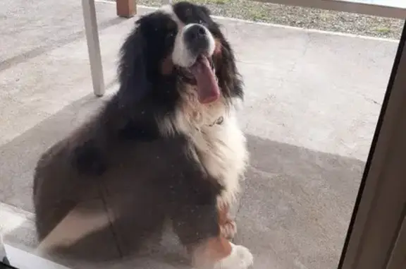 Chien perdu à Plouisy avec collier - photo