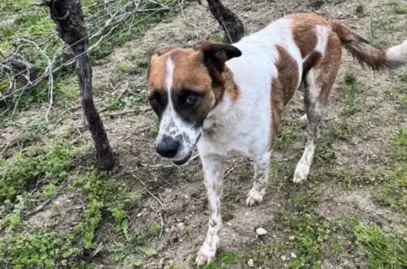 Chien marron et blanc perdu - photo