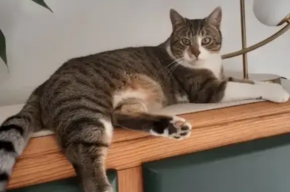 Animaux perdus Pérignat-lès-Sarliève, photo: Chat Rio tigré/blanc perdu