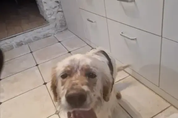 Setter jeune trouvé près de Poitiers - photo