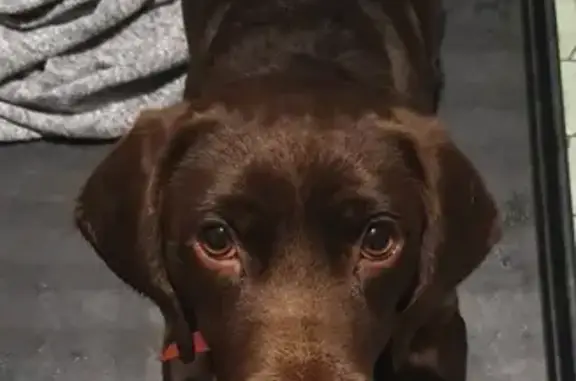 Chien perdu à Mennecy - Sain - photo