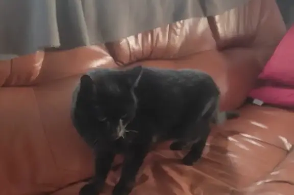 Chat noir affectueux trouvé - photo