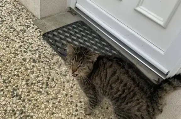 Chatte gouttière trouvée à Saint-Jean - photo