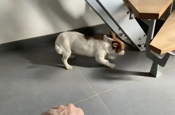 Jack Russell trouvé à Marange - photo