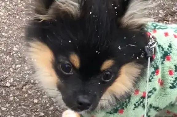 Chien perdu Franconville, photo : Pomchi craintif perdu à Franconville