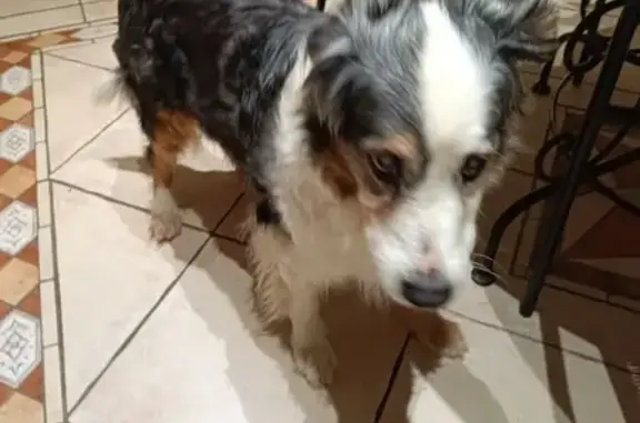 Chienne aveugle trouvée à Brancourt - photo