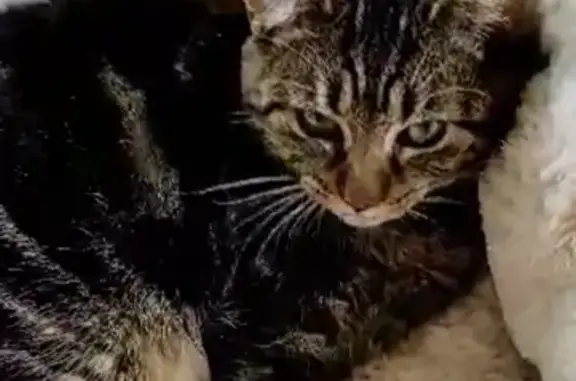 Animaux perdus Charmes, photo: Chat tigré perdu à Charmes