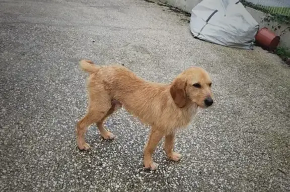 Chien errant à St-Colomban - photo