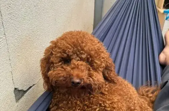 Lost Poodle Money - Sproul St, Sunshine North!