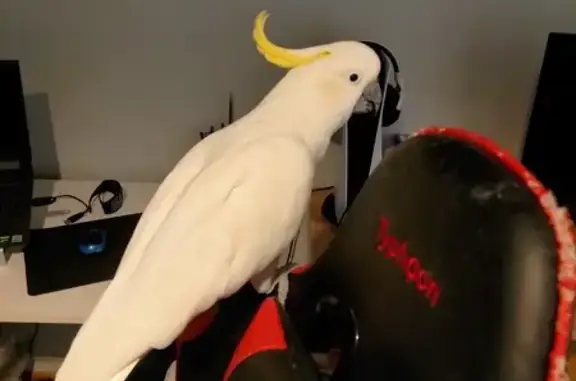 Missing: Sunny, Chatting Cockatoo – Playford SA