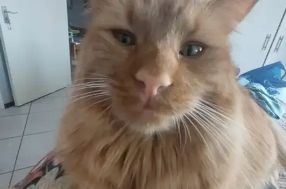 Help Find Oliver: Lost Ginger Purrfection!