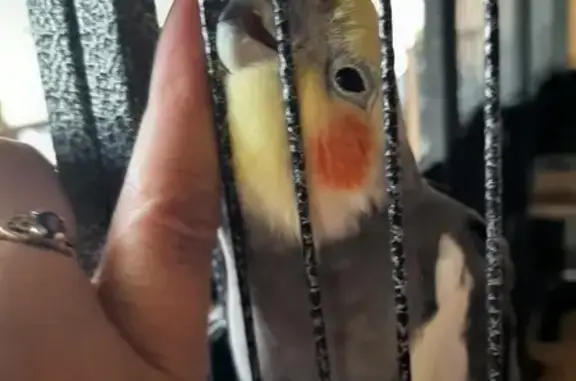 Missing Skittles: 5yr Old Handraised Cockatiel