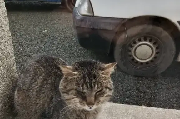 Chat trouvé , photo: Chatte tigrée affamée trouvée