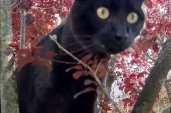 Chat perdu, , photo: Chat noir aux yeux jaunes perdu