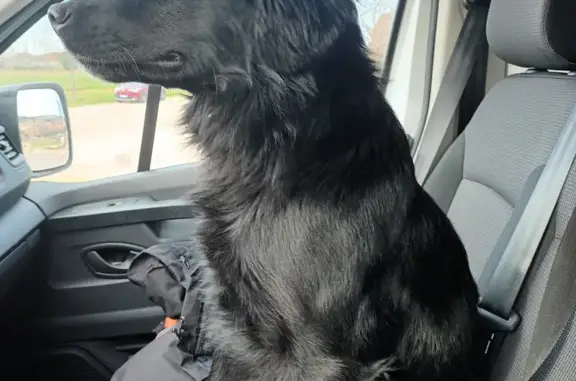 Chien noir perdu à Modène, mâle - photo