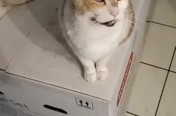 Animaux perdus Tarbes, photo: Chatte Isabelle perdue à Tarbes